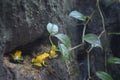 Closeup of Hispaniolan yellow tree frogs on stones covered in climbing plants and rain