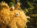 Closeup of hispid frogfish's face