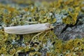 Closeup of the hoary footman moth , Eilema caniola sitting on wood in the garden