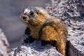 Closeup of a Hoary Marmot Royalty Free Stock Photo