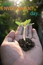 closeup holding hand and soil heap tomato plant,environment heal earth and save the world Royalty Free Stock Photo