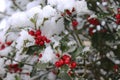 Closeup of holly beautiful red berries and sharp leaves on a tree in cold winter weather.Blurred background. Royalty Free Stock Photo