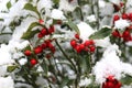 Closeup of holly beautiful red berries and sharp leaves on a tree in cold winter weather.Blurred background. Royalty Free Stock Photo