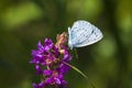 Closeup of a holly blue Celastrina argiolus butterfly feeding Royalty Free Stock Photo