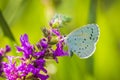 Closeup of a holly blue Celastrina argiolus butterfly feeding Royalty Free Stock Photo