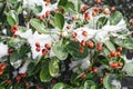 Closeup of holly bush branch with green leaves and bright red berries, snow. beautiful red berries .Red frozen berries on the Royalty Free Stock Photo