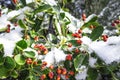 Closeup of holly bush branch with green leaves and bright red berries, snow. beautiful red berries .Red frozen berries on the Royalty Free Stock Photo