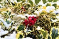 Closeup of holly bush branch with green leaves and bright red berries, snow Royalty Free Stock Photo