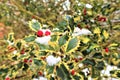 Closeup of holly bush branch with green leaves and bright red berries, snow Royalty Free Stock Photo