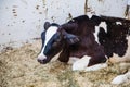 Closeup of Holstein dairy cow in indoor barn