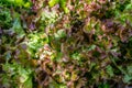 Closeup of home grown sallad.. Royalty Free Stock Photo