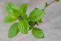 Closeup of homegrown Carinthian mint Kaerntner Mint with blurr