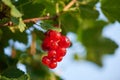 Closeup of homegrown Red currant