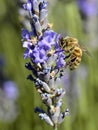 Honey bee feeding on lavender flower Royalty Free Stock Photo