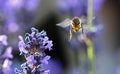 Closeup Of A Honey Bee, Apis Flying Around A Purple Lavender Flower