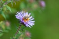 Closeup of a honey bee, Apis standing on a purple flower Royalty Free Stock Photo