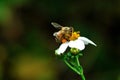 Honey bee pollinating a bidens pilosa flower, insect, honeybee, agriculture, nature Royalty Free Stock Photo