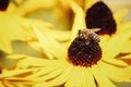 Closeup of a honey bee on a black-eyed Susan flower in a field under the sunlight Royalty Free Stock Photo