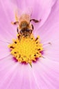 Honey bee pollinating a flower. insect, flower, agriculture, honeybee, nature Royalty Free Stock Photo