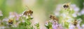 closeup on a honey bee collecting pollen on flowers Royalty Free Stock Photo