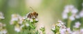 honey bee collecting pollen on flowers of thyme in a garden Royalty Free Stock Photo