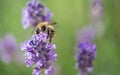 honey bee collecting pollen on a lavender flowers Royalty Free Stock Photo