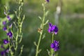 A closeup of honey bee collecting pollen of violet flower Royalty Free Stock Photo