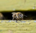 Closeup of honey bee at the entrance to the hive.