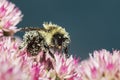 Closeup of Honey Bee Feasting on Freshly Bloomed Sedum and Covered in Pollen Royalty Free Stock Photo