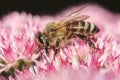 Closeup of Honey Bee Feasting on Freshly Bloomed Sedum Royalty Free Stock Photo