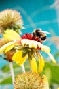 Closeup honey bee and flower Royalty Free Stock Photo