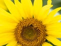 Closeup of a honey bee flying towards a sunflower in a field under the sunlight Royalty Free Stock Photo