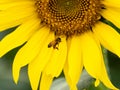 Closeup of a honey bee flying towards a sunflower in a field under the sunlight Royalty Free Stock Photo