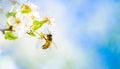 Closeup of a Honey Bee gathering nectar and spreading pollen on white flowers on cherry tree. Royalty Free Stock Photo