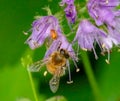 Closeup of a Honey Bee on a Lavender Flower Royalty Free Stock Photo