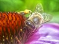 Closeup of a honey bee on a pink echinacea flower Royalty Free Stock Photo