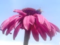 Closeup of a honey bee on a pink echinacea flower Royalty Free Stock Photo