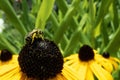 Closeup of a honey bee pollinating on a black-eyed susan flower in a garden Royalty Free Stock Photo