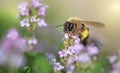 honey bee pollinating white flowers of thyme in a garden Royalty Free Stock Photo
