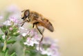 closeup on a honey bee collecting pollen of flowers of thyme Royalty Free Stock Photo