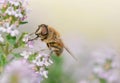 closeup on a honey bee collecting pollen on white flowers Royalty Free Stock Photo