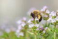 closeup on a honey bee pollinating white flowers Royalty Free Stock Photo