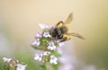 closeup on a honey bee pollinating white flowers on blurred background Royalty Free Stock Photo