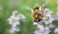 honey bee pollinating white flowers of thyme in a garden on blurred background Royalty Free Stock Photo