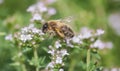 honey bee pollinating flowers of thyme in a garden in springtime Royalty Free Stock Photo