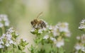 honey collecting white flowers of thyme in a garden Royalty Free Stock Photo