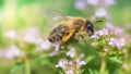 honey bee pollinating white flowers of thyme in a garden Royalty Free Stock Photo