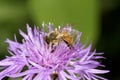 Western honey bee pollinator foraging on a bergamot flower.