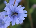 Closeup of a honey bee on a purple flower Royalty Free Stock Photo