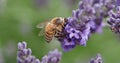 Closeup of a honey bee on a purple lavender flower Royalty Free Stock Photo